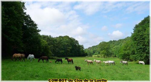 le bouvier des flandres et le cheval - Elevage du CLOS DE LA LUETTE - COPYRIGHT DEPOSE